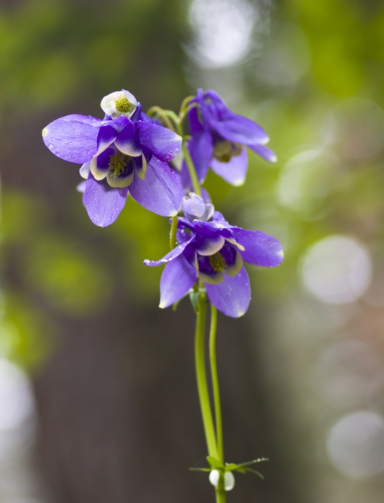 Aquilegia Sibirica